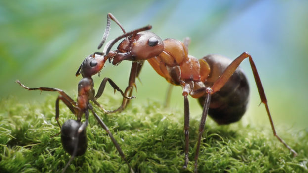 أجمل خلفية صور نملة تغذي صغيرها Ant Wallpaper Pictures -عالم الصور